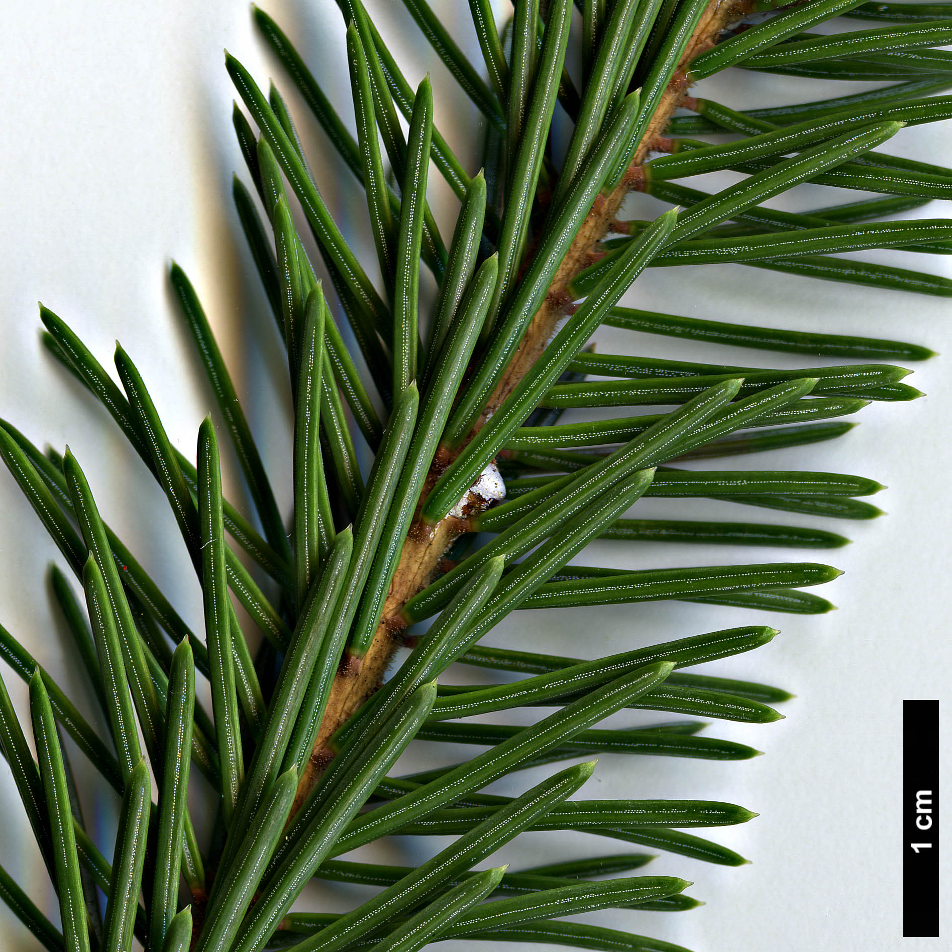 High resolution image: Family: Pinaceae - Genus: Picea - Taxon: likiangensis